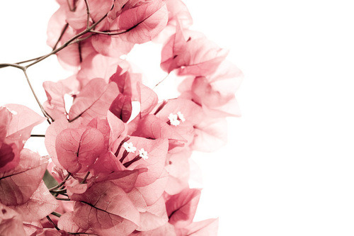 pinkfades: pinkfades || via 