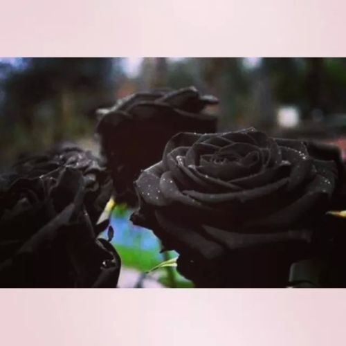 Black roses grown in Halfeti, Turkey