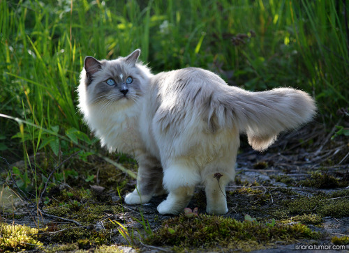 jossisgod:booksandcatslover:isriana:More pics of my ragdoll boy Nemo’s outdoor adventures this summer.And in case you wo