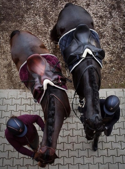 horse-lover-usa:  Which is the best left or right? comment below  Brown or Black life is a conundrum