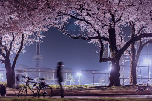 by Chikako Nobuhara