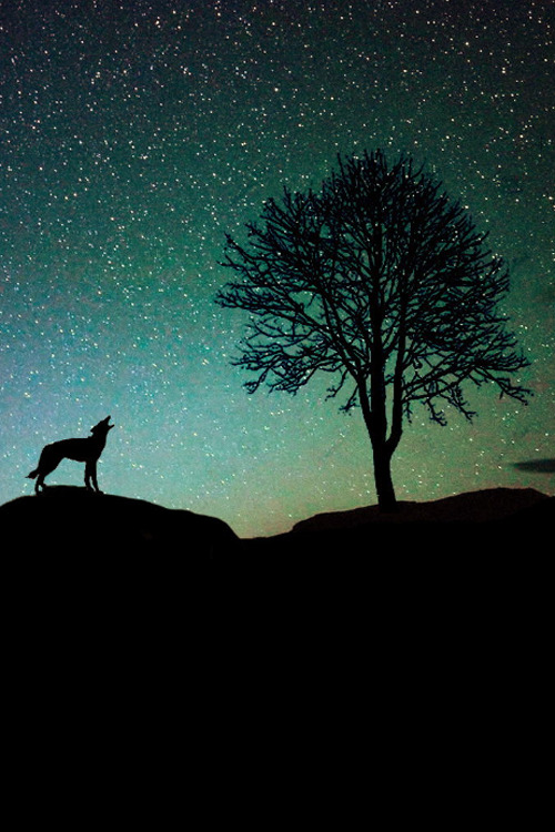 plasmatics-life:  Lonely Wolf ~ By Stan Sebastian 