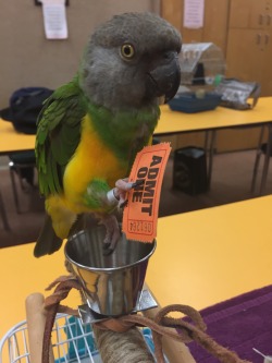 becausebirds:  parrotsplace:  Timmy’s new