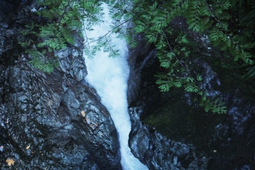 matchbox-mouse:From a foggy, rain-drenched day in Lynn Canyon, BC.