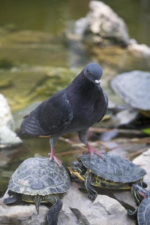 birdsbirds:
“animals-riding-animals:
“ pigeon riding turtles
”
yup, pigeons
”