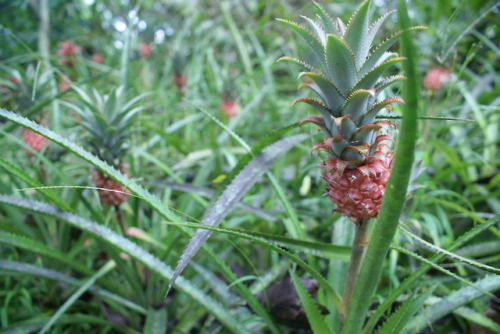 bio-child:Pineapples!