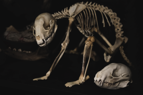 blackbackedjackal:Raccoon skeleton from one of these lovely ladies. This is my first articulation an