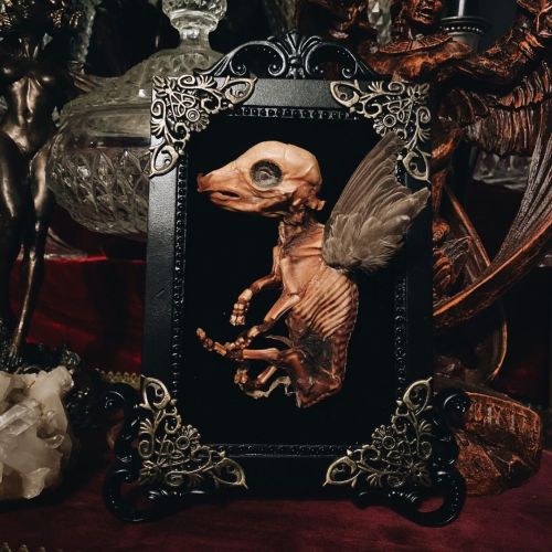 Mummified Flying Fetal Pig mounted on Black Frame. www.TheGlassCoffin.RIP #TheGlassCoffin #Mummified