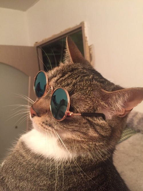 friendly-animals: Buy these Cool Cat Glasses here > Link