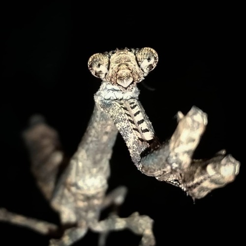 &ldquo;Mesmerizing&rdquo; Popa spurca (African twig mantis) sub adult female. How amazing is the cam