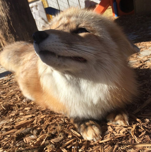 XXX everythingfox:Look at fox to increase serotonin photo