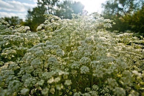 Helpful Herbs: Anise by Kirsten Lie-Nielsen   Anise, or aniseed, is a pretty, easy to grow flowering