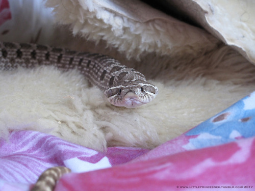 littleprincesnek:Yuma doES A FLAT!I don’t have the heart to tell her it looks more comedic than scar