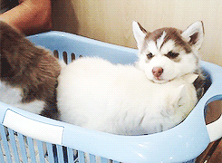 furfulbear:  kiboume:  yeollovemebaek:  huskies in a basket   I love huskies and want one so bad!!  I fucking want one! 
