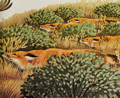 antiqueanimals: “Mother Fox is teaching the pups to hide from danger.”From The Fox Book,