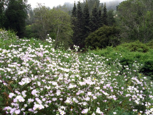 memorygirls: Mountain phlox