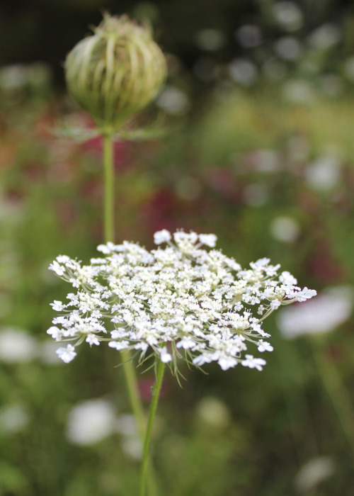 8.6.2014 Maybe weeding can wait &hellip; enjoying the lacey look the wandering Queen Anne&a