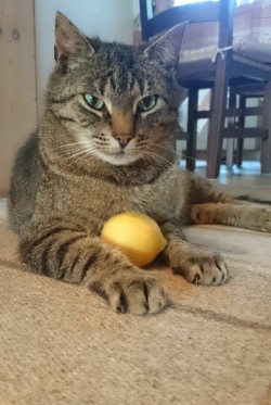 Catsuggest: When Life Gives You Lemons.. Ignore Them