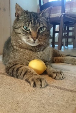 catsuggest: when life gives you lemons..