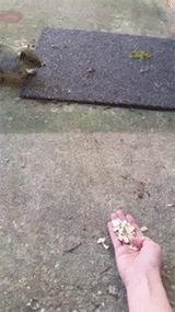onlylolgifs:  My first attempt at trying to love a squirrel 