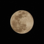 xlittlestmoonx