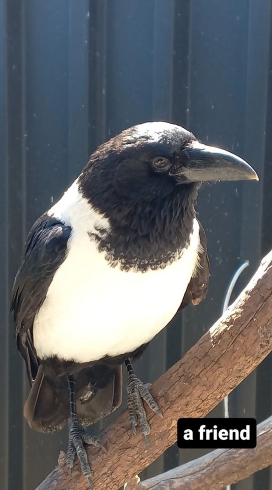 A Friend