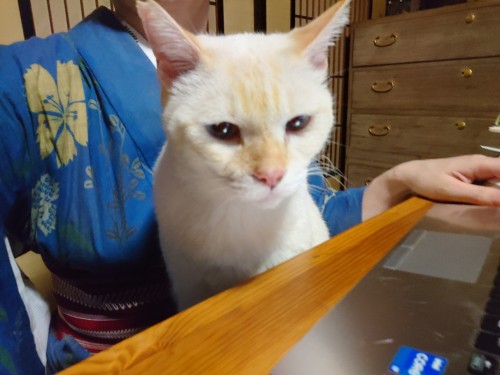 pookiedarlingtwitch - Main acc