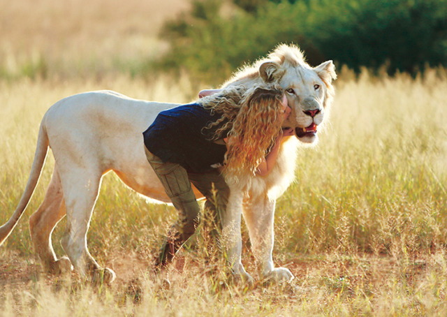 Lion Blanc Tumblr Posts Tumbral Com Lion Blanc Tumblr Posts Tumbral Com