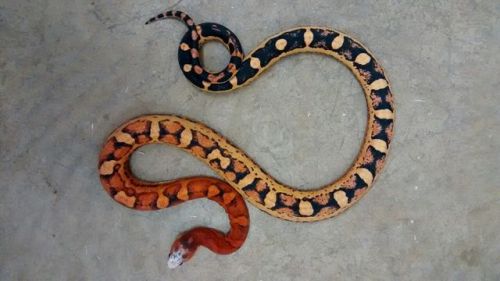 crispysnakes:cloudiiedays:Guess who has his best colors on?This boy will never cease to amaze me wit