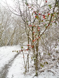 vwcampervan-aldridge:  Red Berries in the snow, Chasewater Country park, Brownhills, England. 