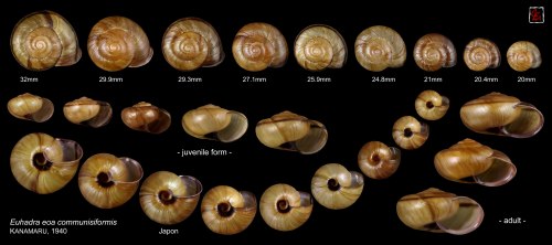 Snail shells offer clues to the origin of body asymmetryResearchers have discovered a gene in snails