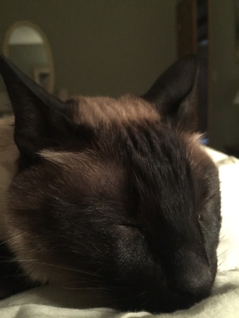 inonibird:  The return of Mickey and Leo! (Dad & stepmom’s Siamese cats)…they REALLY enjoy sleeping on me/my bed.Also, bonus cat from elsewhere:The cat is NOT out of the bag, I repeat, NOT out of the bag. :P