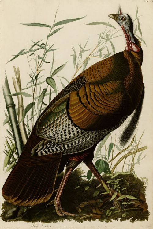 john james audubon