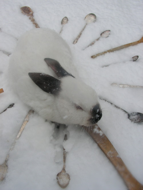 gothiccharmschool:thesylverlining:alfred-e-neuman:oroszlan-kovacs:this is the Bun of Spoons. reblog 