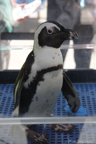 neaq:Penguinmobile on the town: This is Roast Beef. He’s an African penguin. This morning, he’s comi