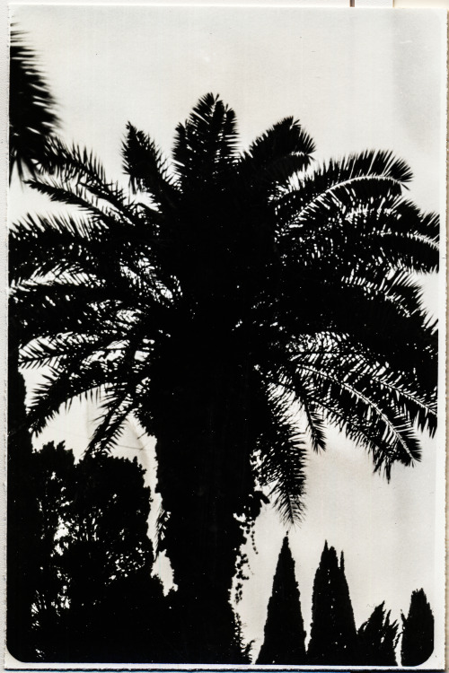 Palm in Paradise2021, AbkhaziaPrinted in Saint-Petersburg13х18, Silverprint, Novobrom (1991)