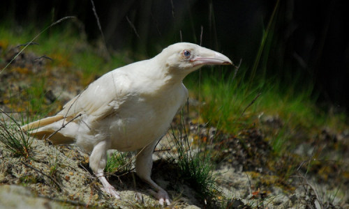 apolonisaphrodisia:The White Ravens of QualicumWhen most of us think of a raven, black immediately c