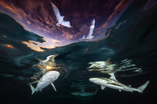 A Stunning Shot of Sharks Cruising Under a French Polynesian Sunset Wins the 2021 Underwater Photogr