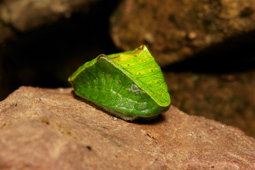 sinobug:Limacodid Slug Caterpillar (Cup Moth, Demonarosa rufotessellata, Limacodidae) Cup Moth (Demo