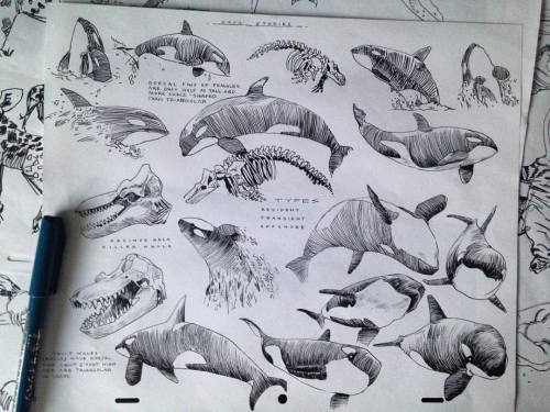 venturablvd:familiarizing myself with orcas for an upcoming project #orcas