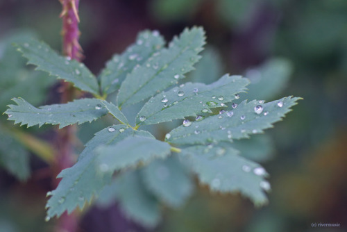 Autumnal Treasures: Raindrops, Berries, Rose HIps, Pine Cones; Shoshone National Forest, Wyomingby r