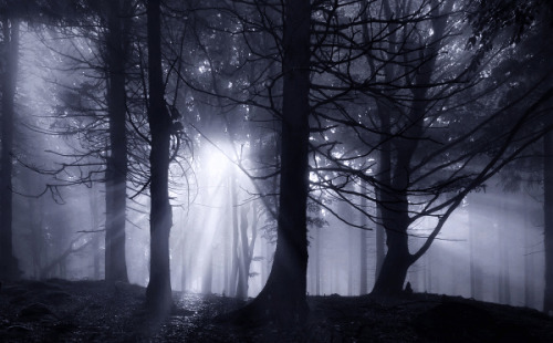 The Dark Forest I &copy; Kilian Schönberger Facebook Kilian Schoenberger Photography Websit