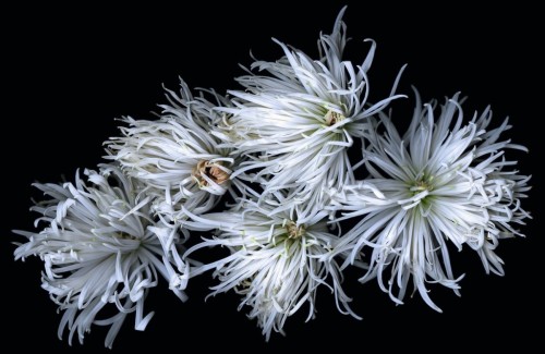 Plant: Exploring the Botanical World Conceived and edited by Phaidon editors Phaidon Press, London 2