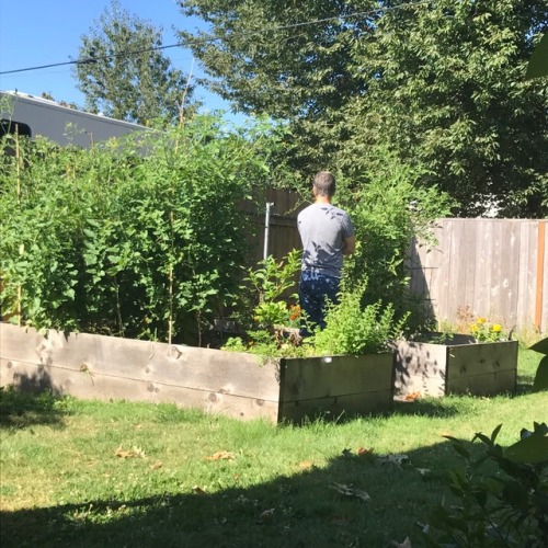 Tomato trees update