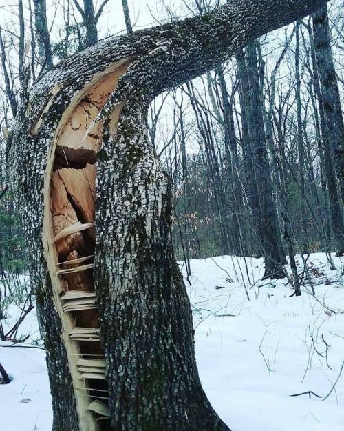 Porn Pics sixpenceee:  A cracked tree.(Source)