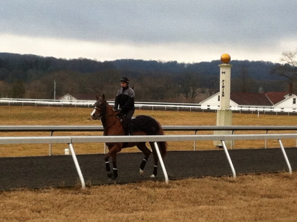 Three-year-old Sagamore Racing colt Hamp goes blinkers on for a morning gallop at Sagamore Racing’s training track. (Photo by Ignacio Correras)