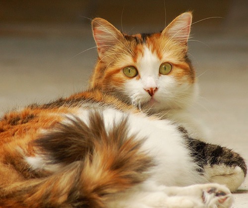 thecatsintophats:
“ China the calico cat
Guadalajara, Mexico (X)
”