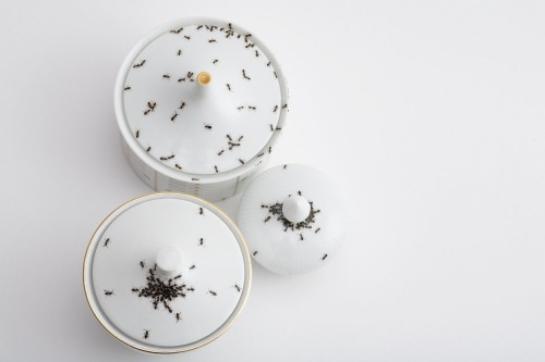 gildedgravestones: Vintage Porcelain Covered With Hand-Painted Ants This would stress me out