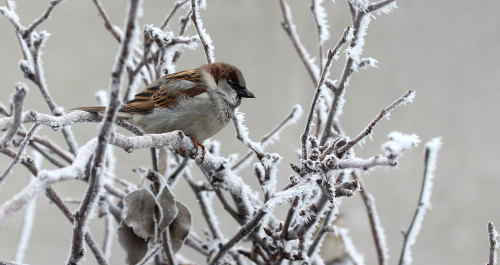 Sparrow You find my hungry ears Long before you’ve found my eyes And you could warm a lonely hand Up