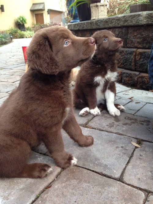 chumbukkit:  I got to pet so many pups today 